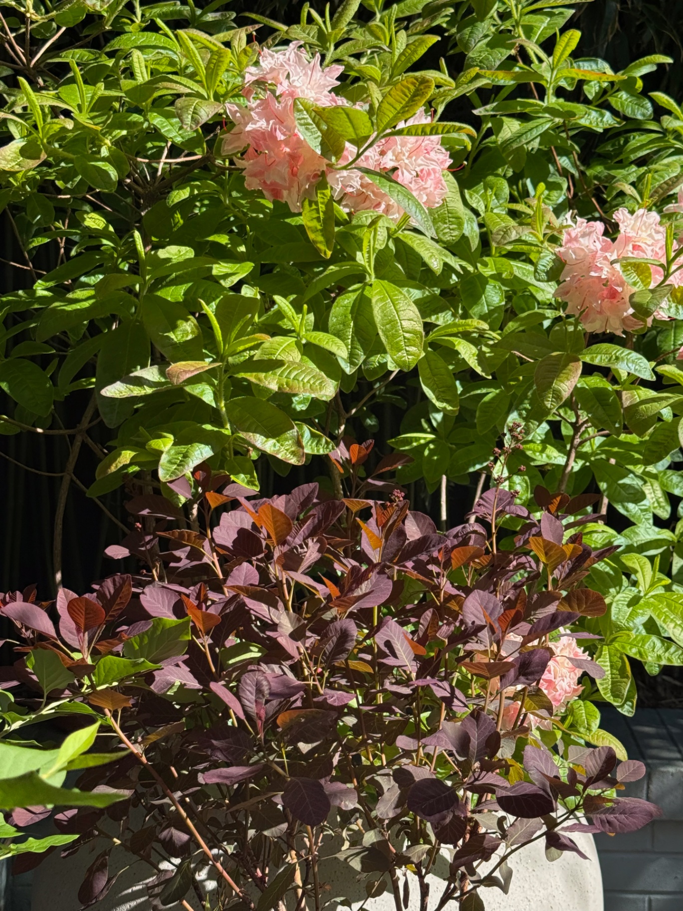 Plants from Tula in the garden