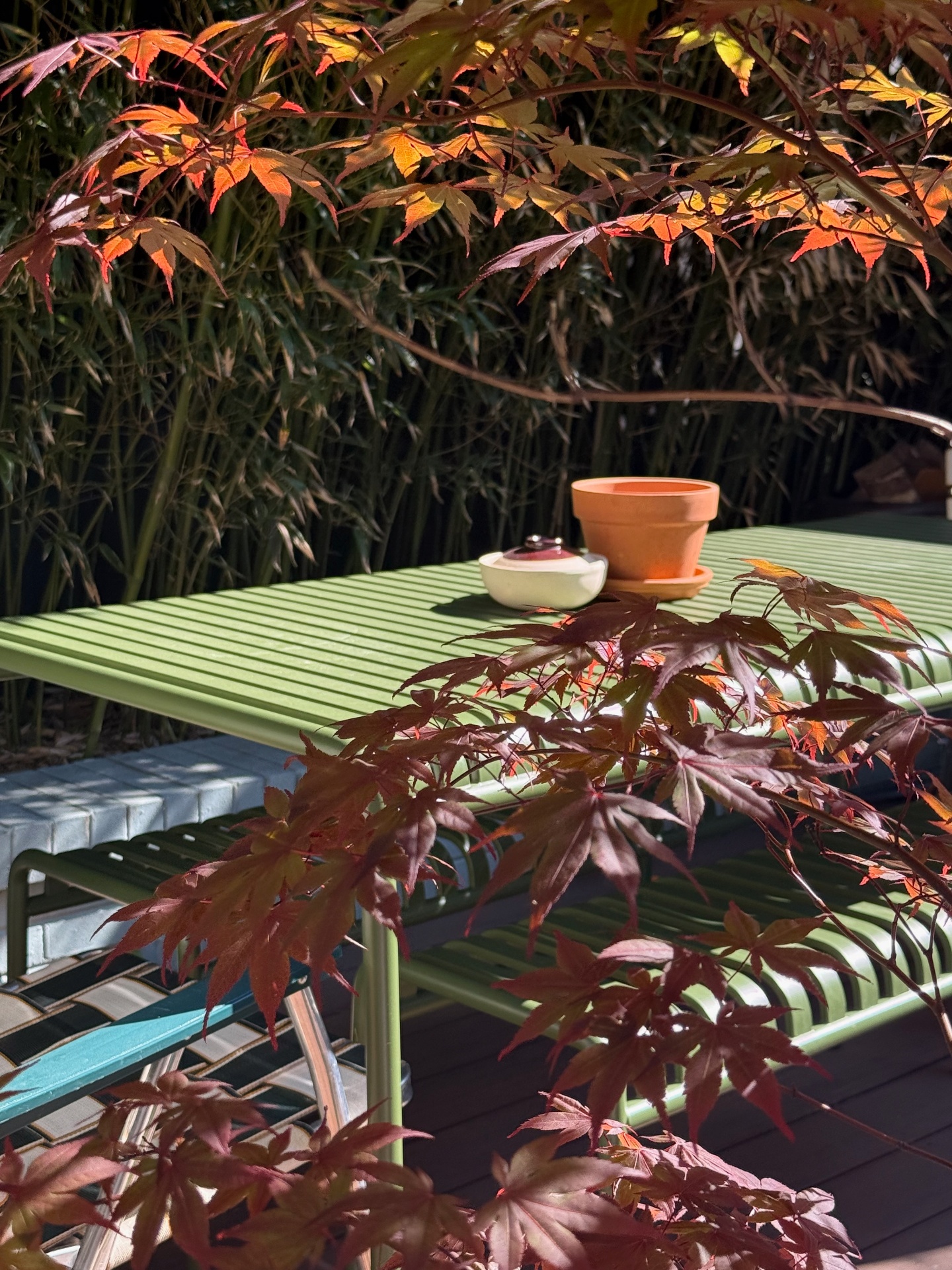 Japanese maple from Tula